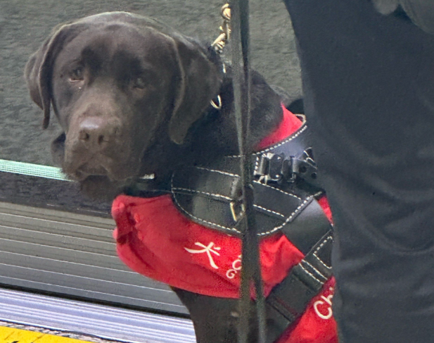 深圳酒店拒绝导盲犬后续:从冲突到示范的蜕变 深圳酒店拒绝导盲犬后续:从冲突到示范的蜕变