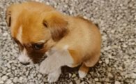 狗狗老是哼唧怎么办