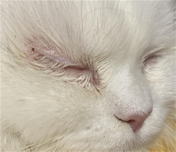 猫猫眼睛周围泛红