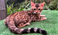 猫瘟疫苗需要每年加强接种吗