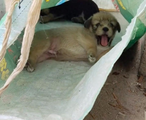 四只小土狗被遗弃在校门口，先后被家长和老师领养走