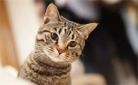 猫咪便秘吃化毛膏多久能缓解
