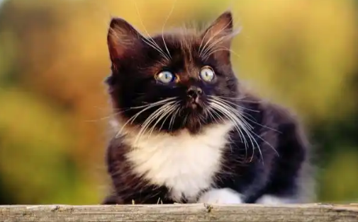 猫咪换牙大概要持续多长时间？