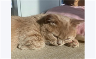 猫咪没精神一直睡觉怎么回事呢