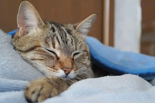 猫睡觉喜欢高处还是低处