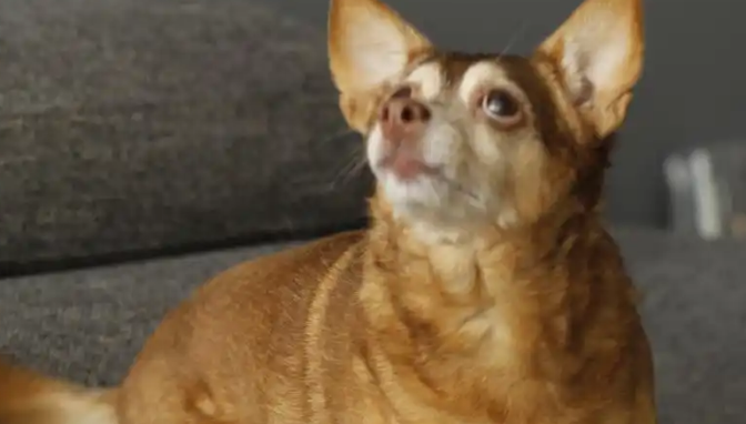 幼犬得犬窝咳会死吗