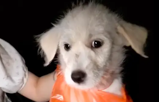 骑行路上遇到一只小狗躲树边,疑似被人故意遗弃 骑行路上遇到一只小狗躲树边,疑似被人故意遗弃