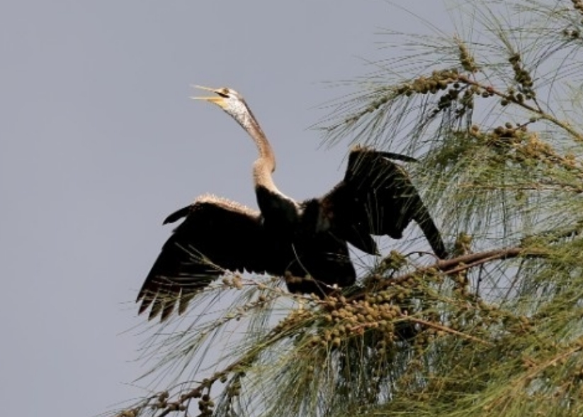 “稀客”!海南首次记录到近危物种黑腹蛇鹈 “稀客”!海南首次记录到近危物种黑腹蛇鹈
