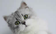 猫咪拉稀还有血怎么回事