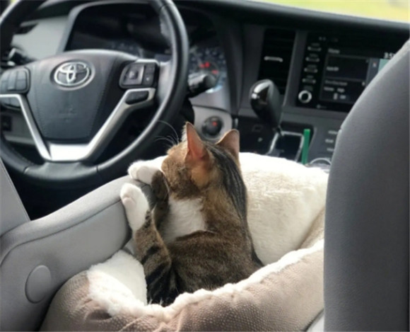 宠物猫腹水是怎么引起的呢