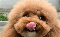 实话告诉你，养“泰迪犬”，是我做过最正确的决定！
