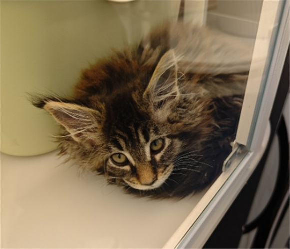 猫不能吃的食物有哪些啊 猫不能吃的食物有哪些啊