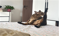 猫咪舔毛的时候会咬毛是什么原因