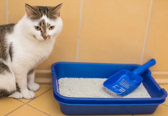 猫砂用什么样的好？耐威克混合猫砂实测表现优异
