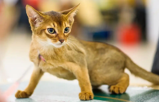 猫跳蚤会引发猫咪过敏反应吗 猫跳蚤会引发猫咪过敏反应吗