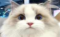 幼猫更容易感染猫鼻支吗