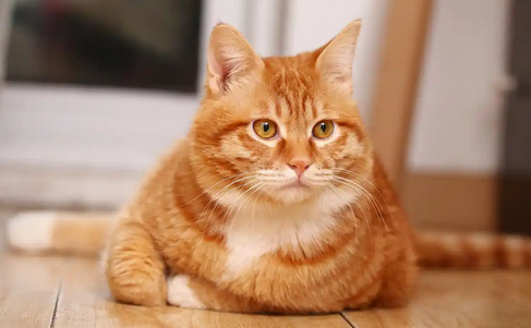 猫洗澡后出现打喷嚏是怎么回事 猫洗澡后出现打喷嚏是怎么回事