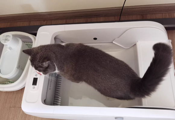 猫砂盆买哪种好?这款cewey开放式猫砂盆让铲屎轻松又安心 猫砂盆买哪种好?这款cewey开放式猫砂盆让铲屎轻松又安心