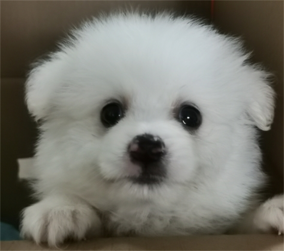 跟有犬瘟热的狗狗玩过会不会传染 跟有犬瘟热的狗狗玩过会不会传染