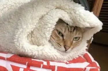 猫咪着凉呕吐怎么办 猫咪着凉呕吐怎么办