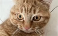 猫咪疝气需要治疗吗