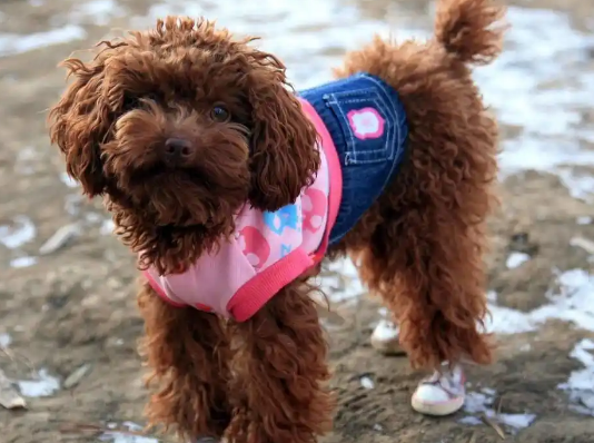 如果泰迪犬不做绝育,几年后会变成什么样,你知道吗? 如果泰迪犬不做绝育,几年后会变成什么样,你知道吗?