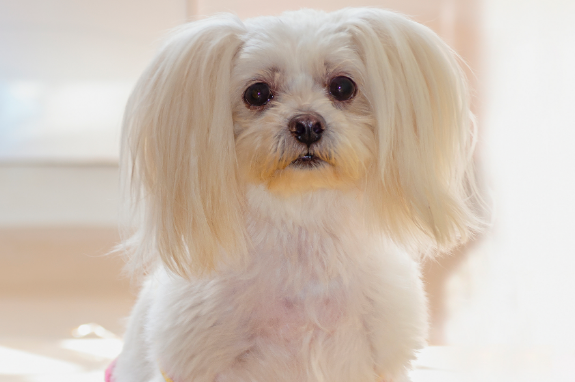 狗狗腹部肿瘤摸着很硬 狗狗腹部肿瘤摸着很硬