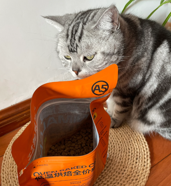 猫粮能经常换吗?老吃同一种它会腻吗? 猫粮能经常换吗?老吃同一种它会腻吗?