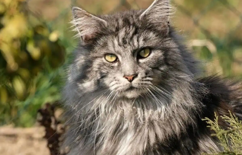 猫咪内分泌失调是由什么主要因素引发的? 猫咪内分泌失调是由什么主要因素引发的?