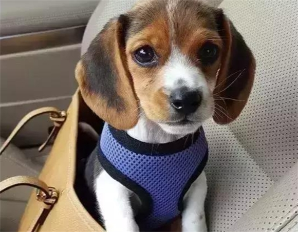 宠物狗尾巴下垂代表什么啊