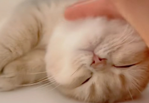 猫粮什么成分的比较好?妙修低温烘焙猫粮:要看准这些科学配比 猫粮什么成分的比较好?妙修低温烘焙猫粮:要看准这些科学配比