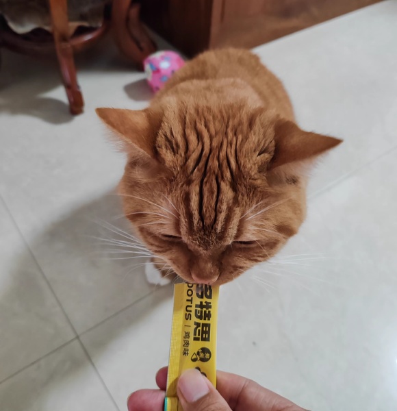 给宠物猫买什么零食?多特思猫条馋得猫咪喵喵叫 给宠物猫买什么零食?多特思猫条馋得猫咪喵喵叫