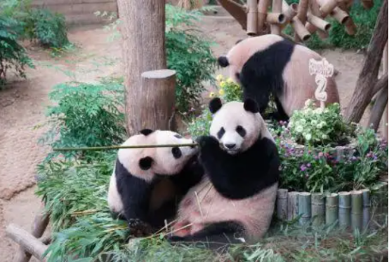 韩国爱宝乐园大熊猫“睿宝”“辉宝”庆生 韩国爱宝乐园大熊猫“睿宝”“辉宝”庆生