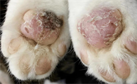 猫咪前爪肘部破皮流水怎么办