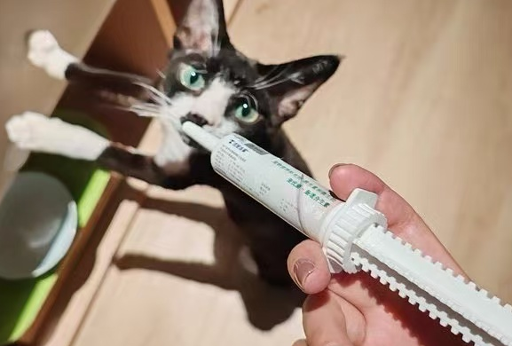 宠优康猫咪益生菌怎么吃?食用指南奉上 宠优康猫咪益生菌怎么吃?食用指南奉上