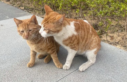 小猫嘴起泡红肿怎么办