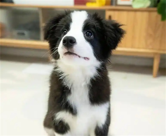 宠物狗狗耳螨治疗周期多久一次