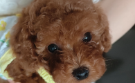 狗狗下面肿大流血什么原因