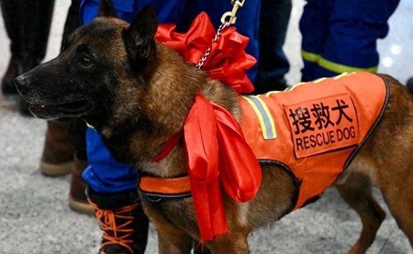 南京功勋搜救犬小龙走失：全城寻找的生命勋章
