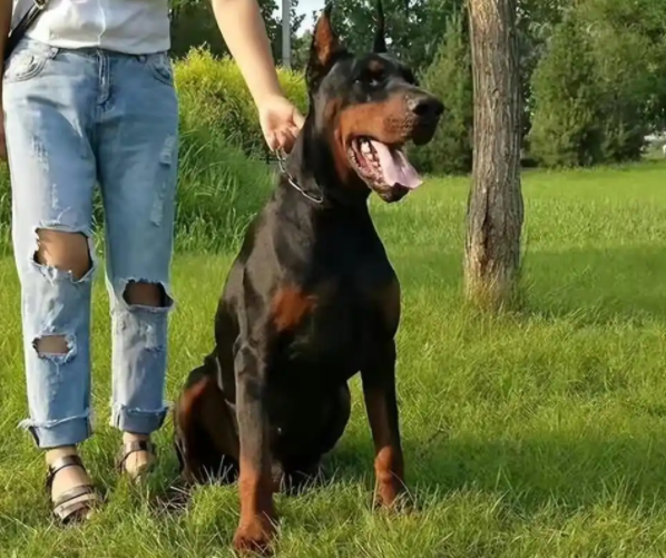 揭秘!护卫犬排行榜前十名 揭秘!护卫犬排行榜前十名