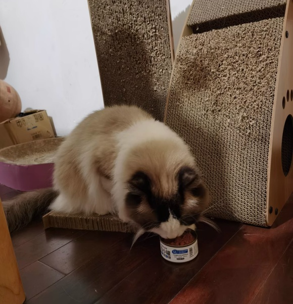 什么牌子的猫罐头性价比高?希喂白小罐用“肉”诠释主食罐 什么牌子的猫罐头性价比高?希喂白小罐用“肉”诠释主食罐