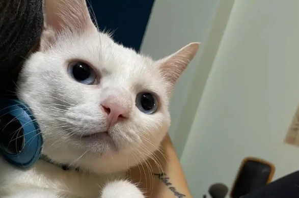 猫咪皮肤红肿瘙痒怎么办