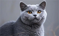 小猫换牙时会感到疼痛或不适吗