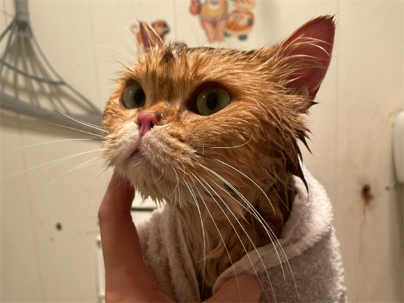 给宠物猫洗澡猫耳朵进水了怎么处理