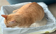 猫咪吃了异物后有什么表现啊