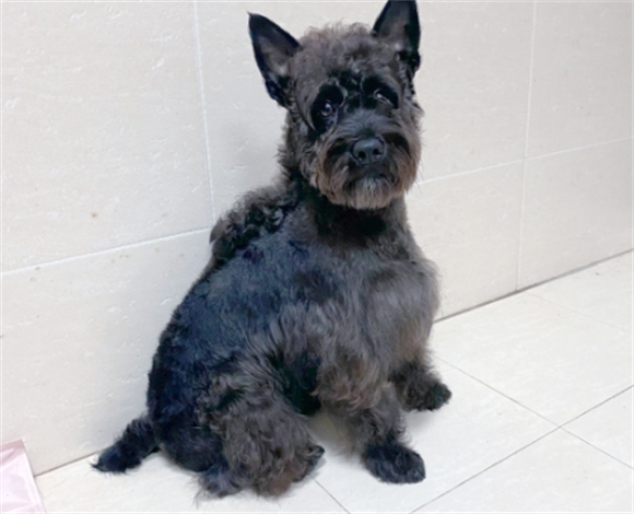 狗狗去蜱虫小妙招 狗狗去蜱虫小妙招