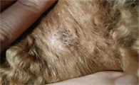 宠物狗狗身上出现黑色的结痂