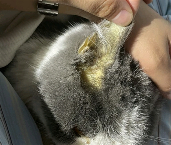 2个月小猫耳朵里面很脏怎么办