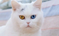 怎么判断猫得了猫传腹