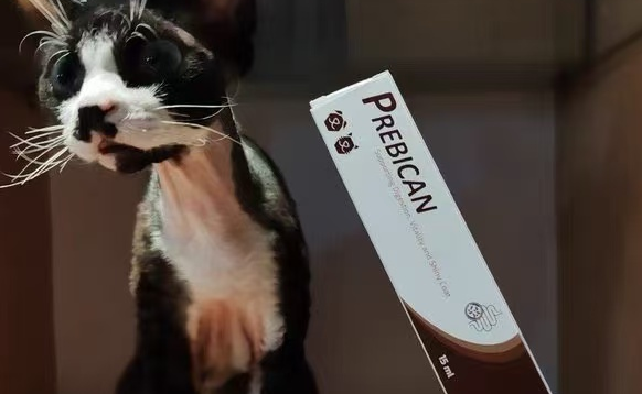 宠优康猫咪益生菌怎么吃?食用指南奉上 宠优康猫咪益生菌怎么吃?食用指南奉上